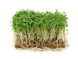 Watercress Watercress