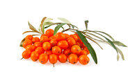 Sea Buckthorn Sea Buckthorn
